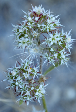 Photo taken in Bonny Doon © 2006 Dylan Neubauer. 